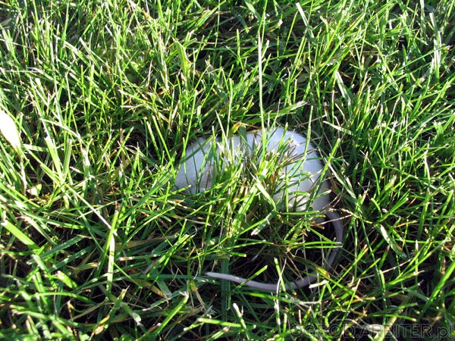 Mysz w trawie. To nie jest mysz polna