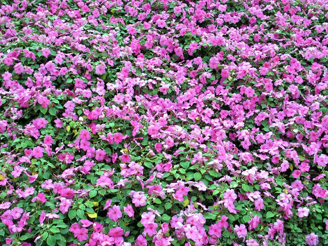 Trawnik kwiatów